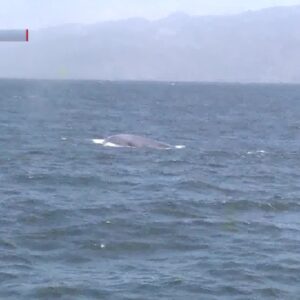 Increased numbers of blue whales spotted in Channel Islands region