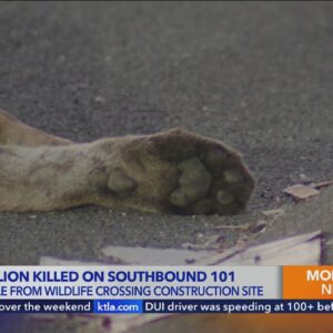 Mountain lion found dead less than a mile from wildlife crossing construction site 
