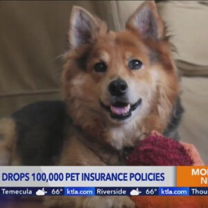 Nationwide Insurance to non-renew 100,000 pet insurance policies