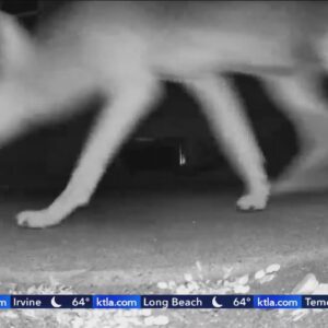 Southern California woman discovers coyote family living underneath her home