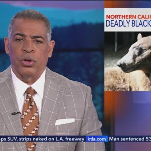 Woman's death becomes first documented fatal black bear attack in California