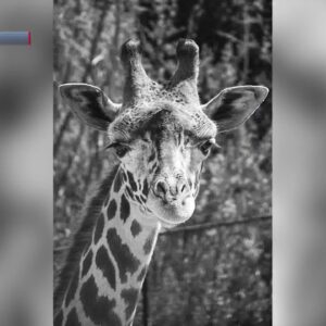 Santa Barbara Zoo mourns loss of elderly Masai giraffe Audrey Monday