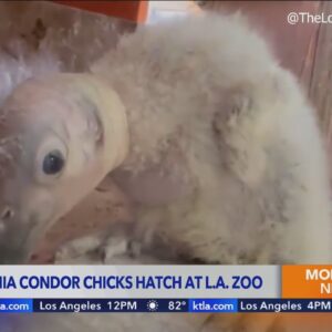 17 California condor chicks hatch at L.A. Zoo