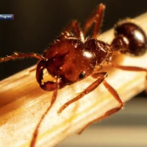 An infestation of red fire ants hits Montecito