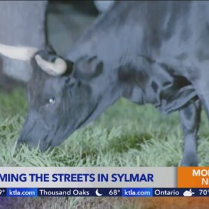 Bull spotted roaming Sylmar streets