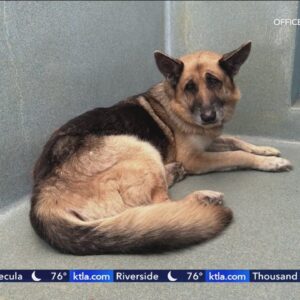 Dog found zip tied rescued in Malibu