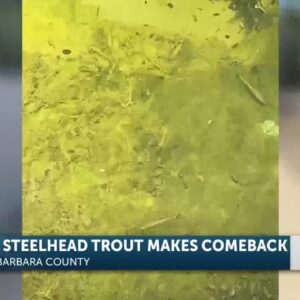 Endangered Steelhead Trout makes a comeback in local creek