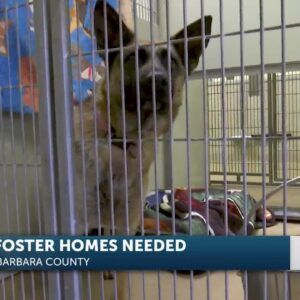 Foster families needed for four-legged friends