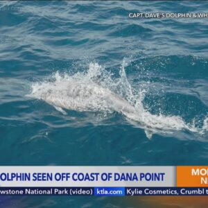 ‘Ghostly-looking’ dolphin spotted off O.C. coast
