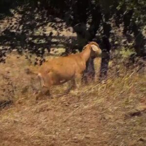 GOATS GRAZING TO REDUCE FIRE THREAT