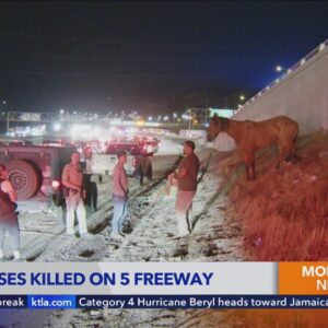 Good Samaritans save horse after 2 others killed on fwy