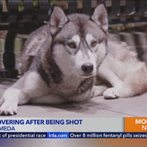 Husky recovering after being shot in Los Angeles