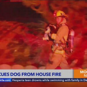 LAFD rescues dog from house fire