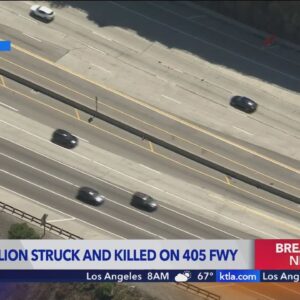 Mountain lion struck, killed on 405 Fwy
