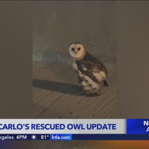 Owl rescued by KTLA's Henry DiCarlo on the mend