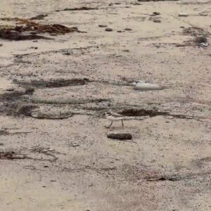 SNOWY PLOVERS RELEASED AT RESERVE IN GOLETA