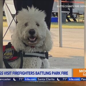 Therapy dogs visit firefighters battling 'Park Fire'