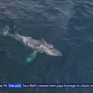 Crews work to free entangled humpback whale off Southern California coast