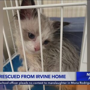 Breeding suspected after dozens of expensive cats was rescued from Irvine home