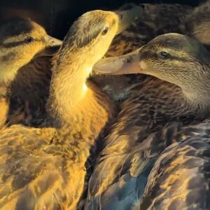 SANTA BARBARA WILDLIFE CARE NETWORK RELEASES DUCKS AT LOS CARNEROS LAKE