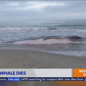 Beached whale dies after washing ashore on beach in Torrance