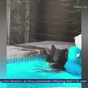 Bear cools off in backyard pool in La Cañada Flintridge