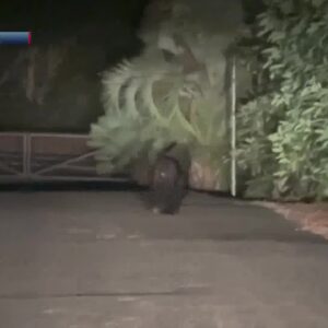 Bear spotted near Gaviota Beach Sunday night