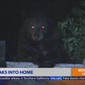 Bear surprises home owner in the kitchen