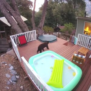 Bear takes a dip in cabin owners hot tub