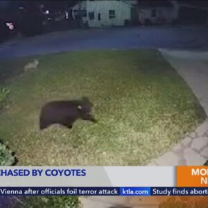 Coyotes chase bear around Burbank neighborhood