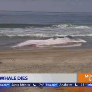 Crews work to clear 51-foot-long dead fin whale from Torrance Beach 