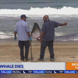 Crews working to remove deceased whale from Los Angeles County beach