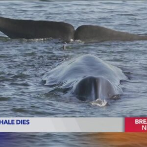 Distressed, sick whale washes ashore in Torrance Beach