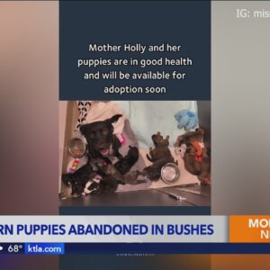 Dogwalker finds 10 abandoned puppies in Mission Viejo bushes