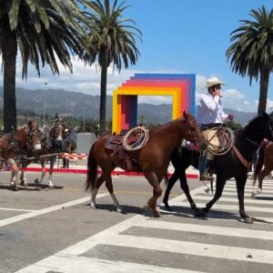 Horses relax their pace as they make their way back from parade