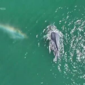 Humpback whale found missing its tail