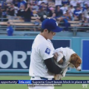 Ohtani's dog Decoy throws out first pitch at Los Angeles Dodgers game