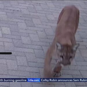 Puma spotted roaming Shadow Hills neighborhood