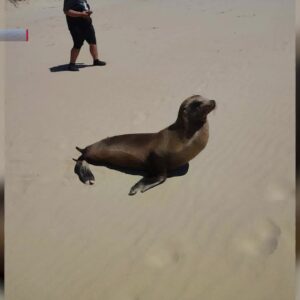 Distressed sea lions at local beaches may be suffering from domoic acid poisoning