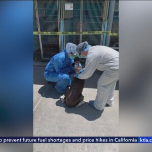 Strep Zoo outbreak discovered at Baldwin Park Animal Care Center