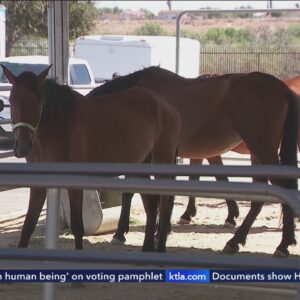 Riverside County man arrested after animals found emaciated, malnourished