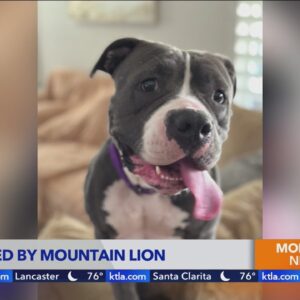 ‘Wildlife warning’ issued after mountain lion kills beloved pit bull  