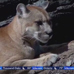 5-year-old boy attacked by mountain lion at Malibu Creek State Park