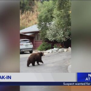 Bear breaks into Sierra Madre home