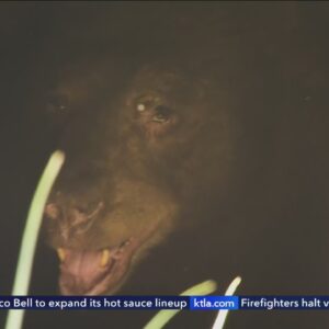 Bear in Sierra Madre moves into homeowner's crawl space