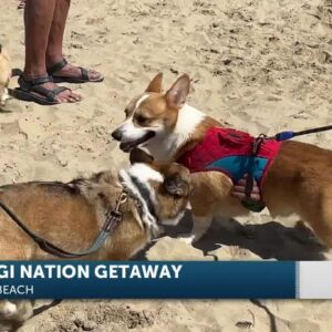 Corgi Nation getaway at Pismo Beach