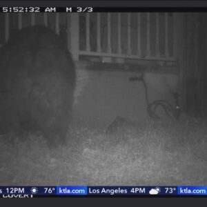 Curious bear returns to hideout under Sierra Madre home