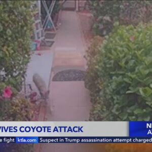 Dog in survives coyote attack in Shadow Hills