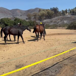 Horses watered by O.C. firefighters