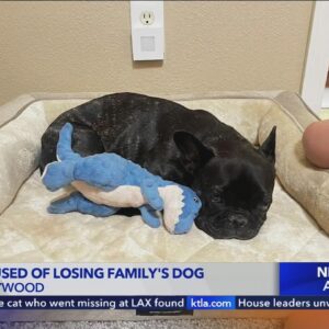 L.A. couple asks for community help after Rover sitter loses dog